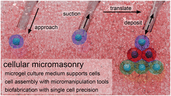 Graphical abstract: Cellular micromasonry: biofabrication with single cell precision
