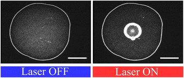 Graphical abstract: Thermal Marangoni trapping driven by laser absorption in evaporating droplets for particle deposition