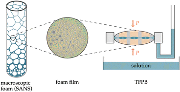 Graphical abstract: Structure formation of PNIPAM microgels in foams and foam films