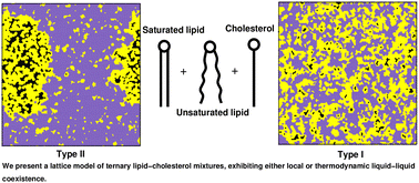 Graphical abstract: A lattice model of ternary mixtures of lipids and cholesterol with tunable domain sizes