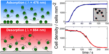 Graphical abstract: Light-regulated adsorption and desorption of Chlamydomonas cells at surfaces