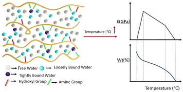 Graphical abstract: Intrinsic-water desorption induced thermomechanical response of hydrogels