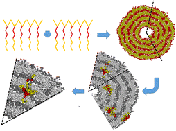 Graphical abstract: Atypical vesicles and membranes with monolayer and multilayer structures formed by graft copolymers with diblock side-chains: nonlamellar structures and curvature-enhanced permeability