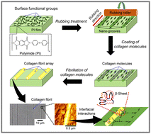 Graphical abstract: Investigation into self-assembled collagen arrays guided by the surface properties of polyimide films