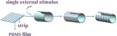 Graphical abstract: Multiple configuration transitions of soft actuators under single external stimulus