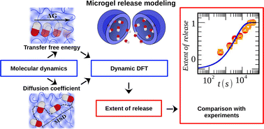 Graphical abstract: Phenol release from pNIPAM hydrogels: scaling molecular dynamics simulations with dynamical density functional theory