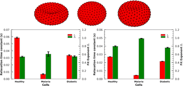 Graphical abstract: Dynamic response of red blood cells in health and disease