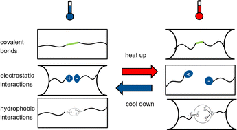 Graphical abstract: Protein–protein interactions explain the temperature-dependent viscoelastic changes occurring in colloidal protein gels