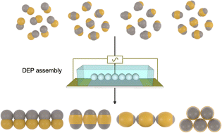 Graphical abstract: Customized metallodielectric colloids and their behavior in dielectrophoretic fields