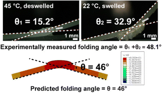 Graphical abstract: Effect of variations in manufacturing and material properties on the self-folding behaviors of hydrogel and elastomer bilayer structures
