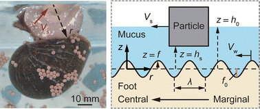 Graphical abstract: Collecting differently sized particles on water surface by maneuvering pedal waves on the foot of the water snail Pomacea canaliculata