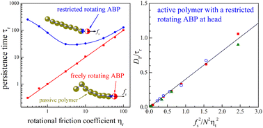 Graphical abstract: Dynamics of a two-dimensional active polymer chain with a rotation-restricted active head