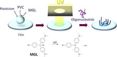 Graphical abstract: Photoinduced adsorption of oligonucleotides on polyvinyl chloride films containing malachite green derivative