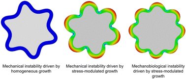 Graphical abstract: Mechanobiological tissue instability induced by stress-modulated growth