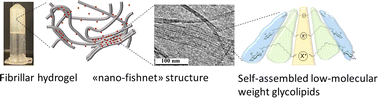 Graphical abstract: Ca2+ and Ag+ orient low-molecular weight amphiphile self-assembly into “nano-fishnet” fibrillar hydrogels with unusual β-sheet-like raft domains