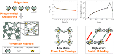 Graphical abstract: Diversity of viscoelastic properties of an engineered muscle-inspired protein hydrogel