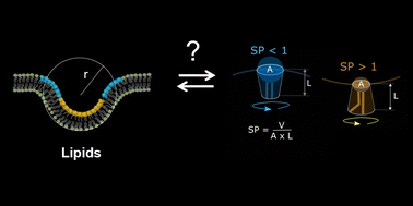 Graphical abstract: Systematic analysis of curvature-dependent lipid dynamics in a stochastic 3D membrane model