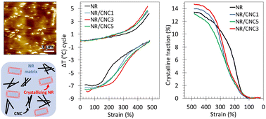 Graphical abstract: Cellulose nanocrystals as nucleating agents for the strain induced crystallization in natural rubber