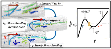 Graphical abstract: Microstructural evolution and reverse flow in shear-banding of entangled polymer melts