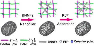 Graphical abstract: Porous boron nitride nanofibers enhanced sodium acrylate and acrylamide copolymer hydrogels for effective adsorption of Pb2+