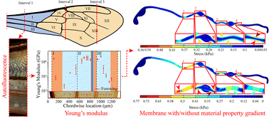 Graphical abstract: Structural stabilization of honeybee wings based on heterogeneous stiffness