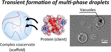 Graphical abstract: Transient formation of multi-phase droplets caused by the addition of a folded protein into complex coacervates with an oppositely charged surface relative to the protein