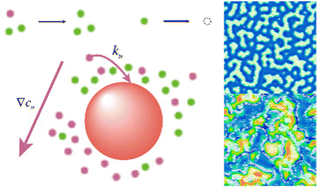 Graphical abstract: Nonlinear chemical reaction induced abnormal pattern formation of chemotactic particles