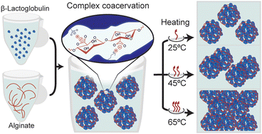 Graphical abstract: Tuning alginate β-lactoglobulin complex coacervation by modulating pH and temperature