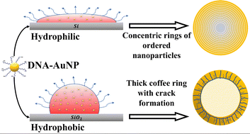 Graphical abstract: Ordered stripes to crack patterns in dried particulates of DNA-coated gold colloids via modulating nanoparticle–substrate interactions