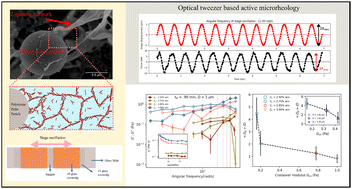 Graphical abstract: Correlating microscopic viscoelasticity and structure of an aging colloidal gel using active microrheology and cryogenic scanning electron microscopy