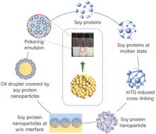 Graphical abstract: Soy protein nanoparticles prepared by enzymatic cross-linking with enhanced emulsion stability