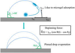 Graphical abstract: Triple-line dynamics of a soft colloid-laden drop on a hydrophobic surface