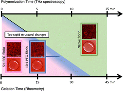 Graphical abstract: PEG-fibrin conjugates: the PEG impact on the polymerization dynamics