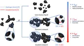 Graphical abstract: On the gelation of humins: from transient to covalent networks