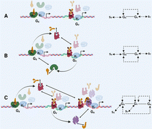 Graphical abstract: Theoretical investigation of functional responses of bio-molecular assembly networks