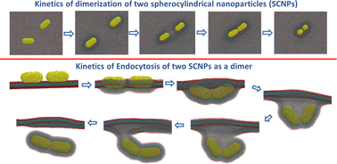 Graphical abstract: Membrane-mediated dimerization of spherocylindrical nanoparticles