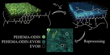 Graphical abstract: Two-photon microscopy as a visual tool for polymer compatibilization monitoring: the PE-EVOH case