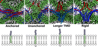 Graphical abstract: On the role of membrane embedding, protein rigidity and transmembrane length in lipid membrane fusion