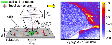 Graphical abstract: Probing local lateral forces of focal adhesions and cell–cell junctions of living cells by torsional force spectroscopy