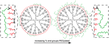 Graphical abstract: Charge shielding effects of PEG bound to NH2-terminated PAMAM dendrimers – an experimental approach