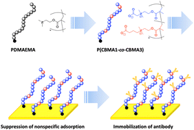 Graphical abstract: Synthesis of a novel carboxybetaine copolymer with different spacer lengths and inhibition of nonspecific protein adsorption on its polymer film