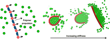 Graphical abstract: Passive particle transport using a transversely propelling polymer “sweeper”