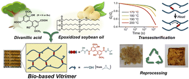 Graphical abstract: Bio-based vitrimers from divanillic acid and epoxidized soybean oil