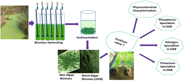 Graphical abstract: Establishing the nexus between the coagulant for microalgae harvesting and the biomass nutrient assemblage