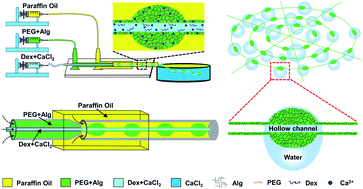 Graphical abstract: Highly efficient water harvesting of bioinspired spindle-knotted microfibers with continuous hollow channels