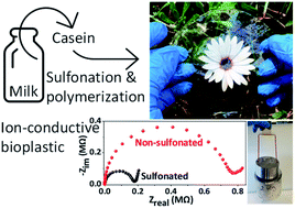 Graphical abstract: Casein proteins as building blocks for making ion-conductive bioplastics