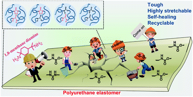 Graphical abstract: Self-healing polyurethane with high strength and toughness based on a dynamic chemical strategy