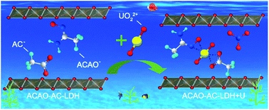 Graphical abstract: Highly selective and ultrafast uptake of uranium from seawater by layered double hydroxide co-intercalated with acetamidoxime and carboxylic anions