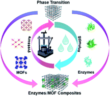Graphical abstract: Phase transition of metal–organic frameworks for the encapsulation of enzymes