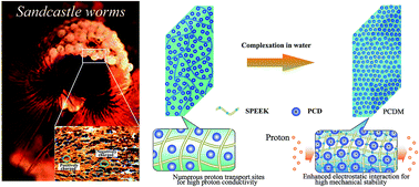 Graphical abstract: Ultra-robust, highly proton-conductive polymer carbon dot membranes through bioinspired complexation